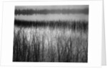 Grassy Marsh by Anonymous