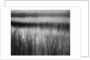 Grassy Marsh by Anonymous