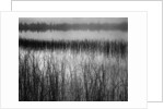 Grassy Marsh by Anonymous