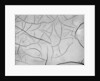 Mud Cracks by Brett Weston