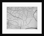 Mud Cracks by Brett Weston
