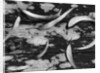 Eucalyptus Leaves by Anonymous