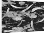 Eucalyptus Leaves by Anonymous