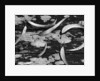 Eucalyptus Leaves by Anonymous
