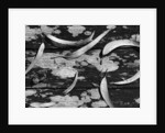 Eucalyptus Leaves by Anonymous