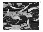Eucalyptus Leaves by Anonymous