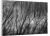 Trees at the Base of a Cliff by Anonymous