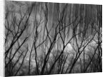 Trees at the Base of a Cliff by Anonymous