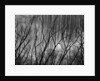 Trees at the Base of a Cliff by Anonymous
