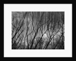 Trees at the Base of a Cliff by Anonymous
