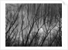 Trees at the Base of a Cliff by Anonymous