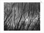 Trees at the Base of a Cliff by Anonymous