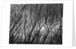 Trees at the Base of a Cliff by Anonymous