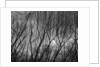Trees at the Base of a Cliff by Anonymous