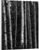 Birch Trees by Anonymous