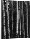 Birch Trees by Anonymous