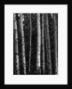 Birch Trees by Anonymous