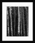 Birch Trees by Anonymous