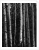 Birch Trees by Anonymous