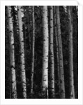 Birch Trees by Anonymous