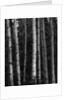 Birch Trees by Anonymous