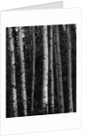 Birch Trees by Anonymous