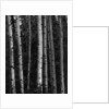 Birch Trees by Anonymous