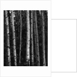 Birch Trees by Anonymous