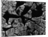Cracked Surface by Anonymous