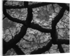 Cracks in Dried Mud by Anonymous