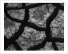 Cracks in Dried Mud by Anonymous