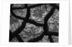 Cracks in Dried Mud by Anonymous