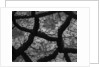 Cracks in Dried Mud by Anonymous