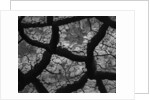 Cracks in Dried Mud by Anonymous