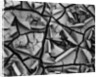 Mud Cracks by Brett Weston