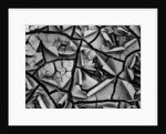 Mud Cracks by Brett Weston