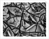 Mud Cracks by Brett Weston