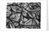 Mud Cracks by Brett Weston