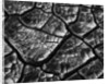 Dry Cracked Mud by Anonymous