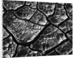 Dry Cracked Mud by Anonymous