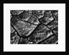Dry Cracked Mud by Anonymous