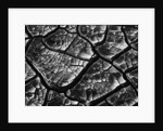 Dry Cracked Mud by Anonymous