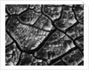 Dry Cracked Mud by Anonymous