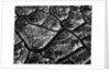 Dry Cracked Mud by Anonymous