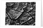 Dry Cracked Mud by Anonymous