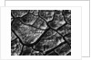Dry Cracked Mud by Anonymous