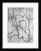 Stained Wallpaper by Anonymous