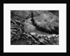 Vine on Eroding Beach Rocks by Anonymous