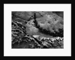 Vine on Eroding Beach Rocks by Anonymous