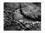 Vine on Eroding Beach Rocks by Anonymous